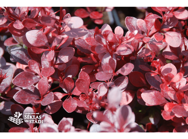Berberis thunbergii   'Dart's Red Lady'